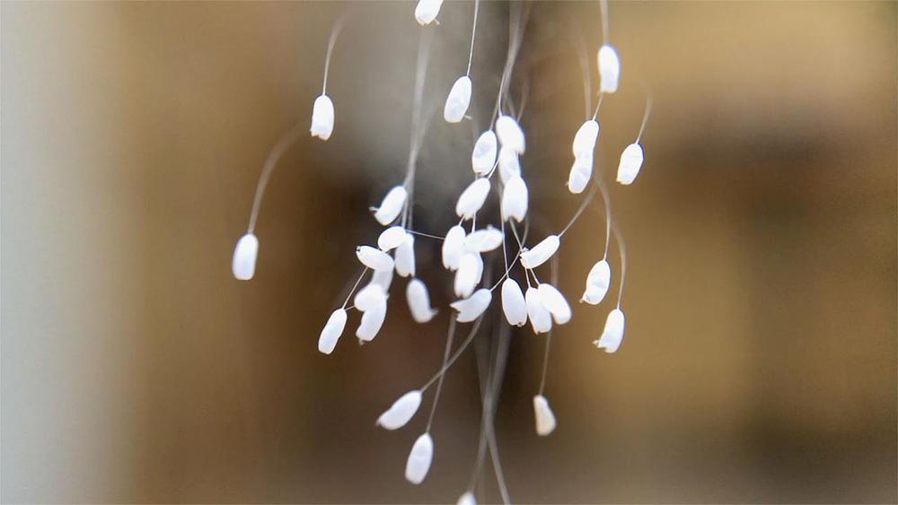 Udumbara cvjetovi na prozoru Tianti knjižare u Seulu.