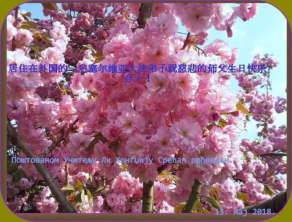 Čestitke Učitelju od praktikanata iz Srbije koji žive van zemlje 