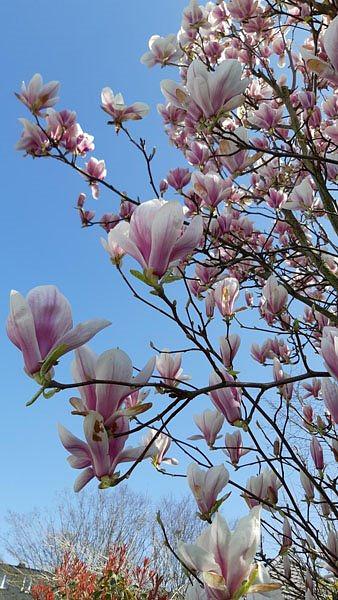 Pozdrav Učitelju od šest praktikanata iz tri generacijske obitelji iz Pariza u Francuskoj