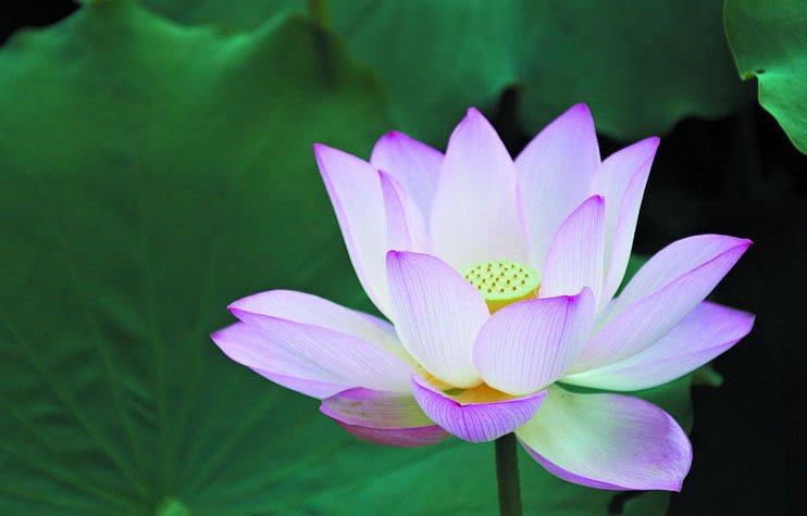 Pozdrav Učitelju od praktikanta iz Kine koji živi na Tajlandu